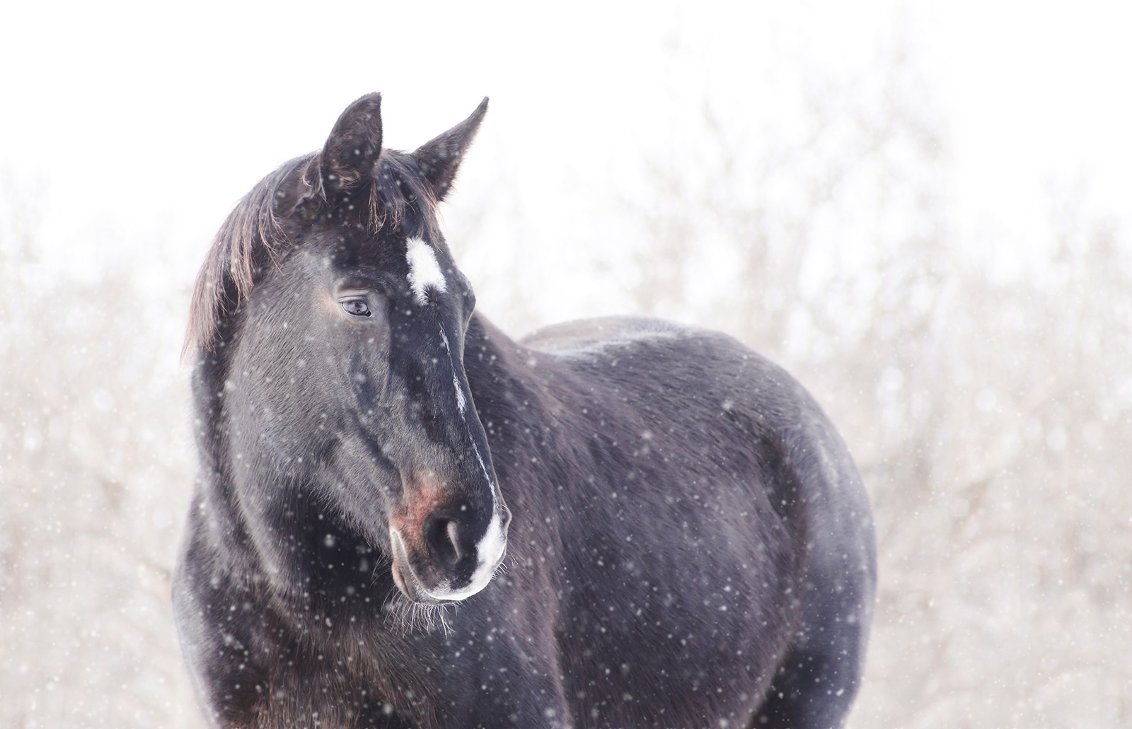 5 WINTER PROBLEMS