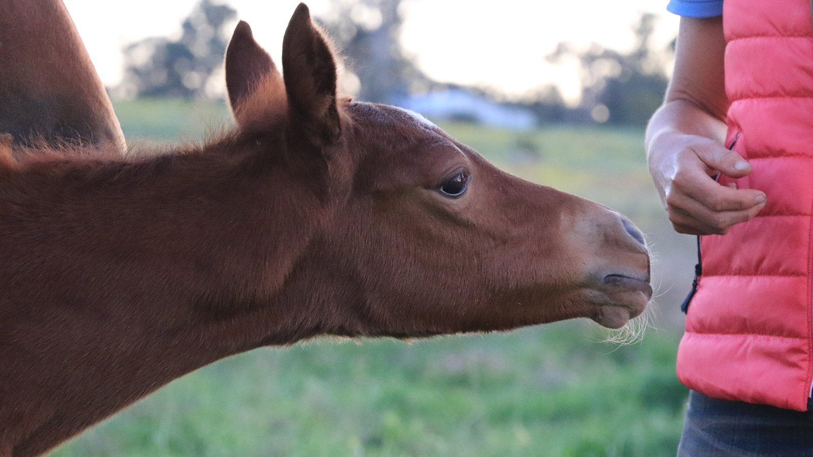 TO BREED OR <br>NOT TO BREED, <br>THAT IS THE QUESTION…