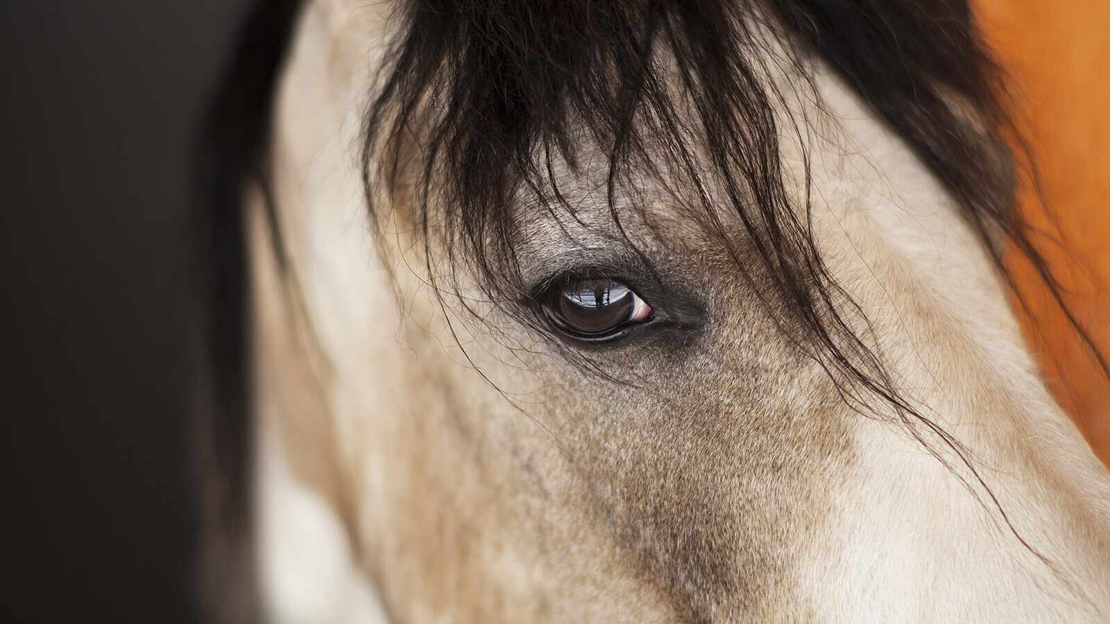 CELEBRATING OUR <br>60th ISSUE