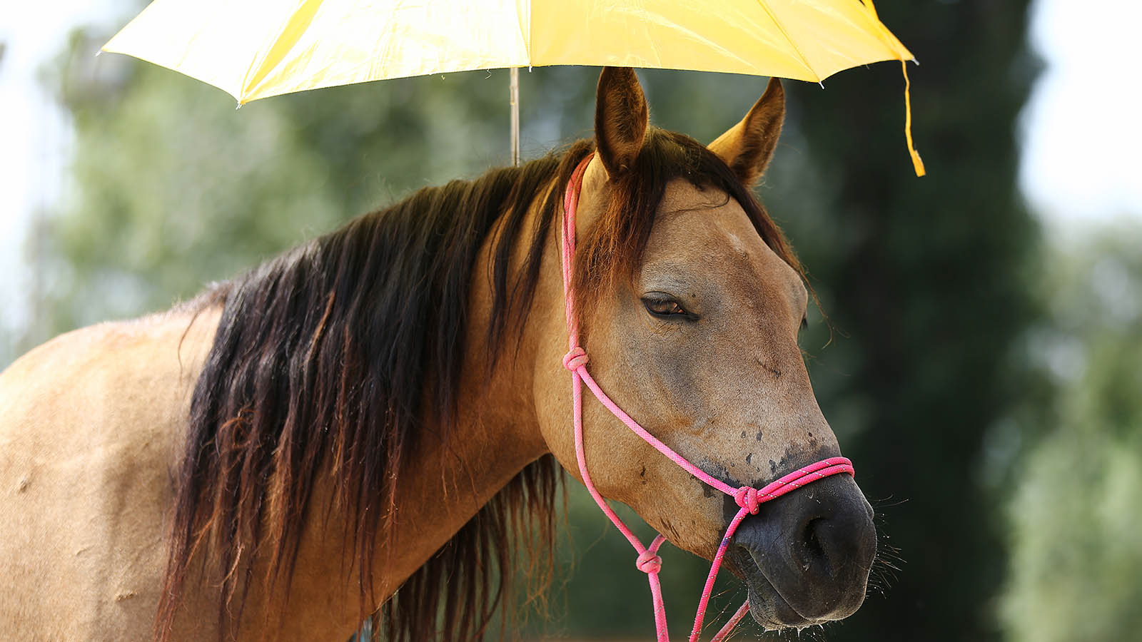 HOW TO BEAT HEAT STRESS