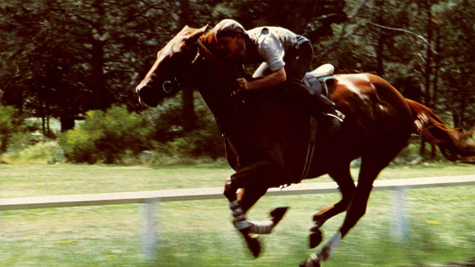 MEET PHAR LAP’S DOUBLE — TOWERING INFERNO
