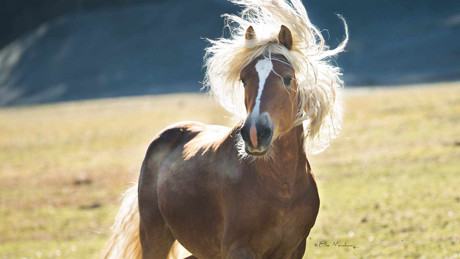 FROM AUSTRIA WITH LOVE, THE GOLDEN HORSE