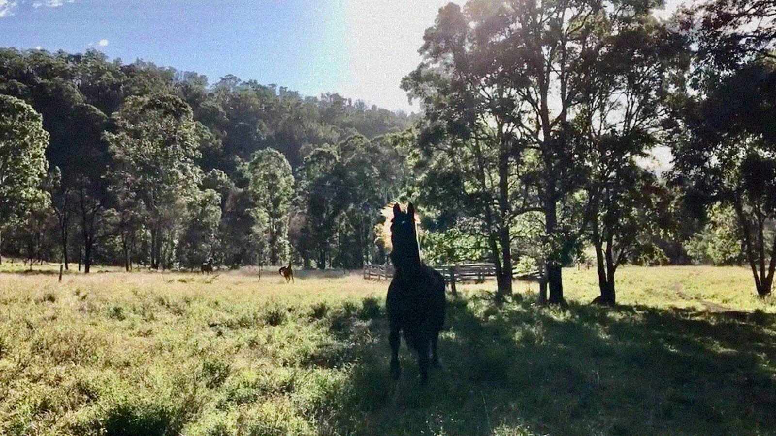THE ORPHAN HORSES OF PAYNES CROSSING