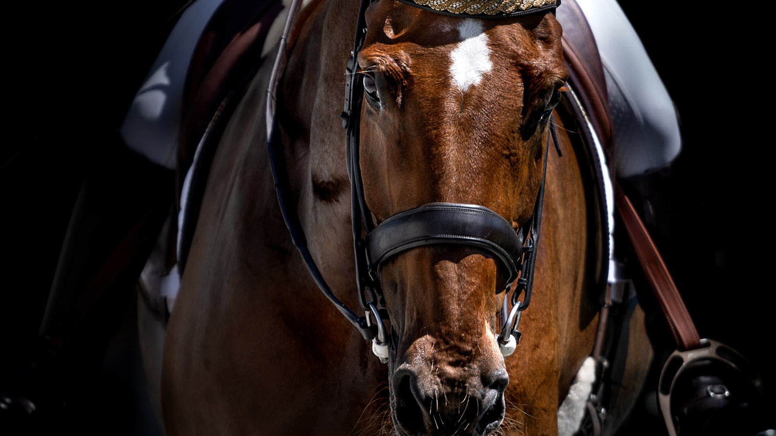 UNDERSTANDING YOUR HORSE’S INNER THOUGHTS