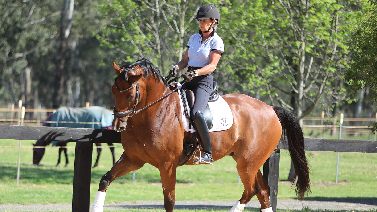 23 SHOULDER-IN EXERCISES TO IMPROVE YOUR HORSE