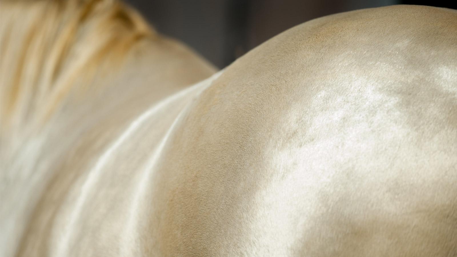 WINTER COAT SHEDDING MADE SIMPLE