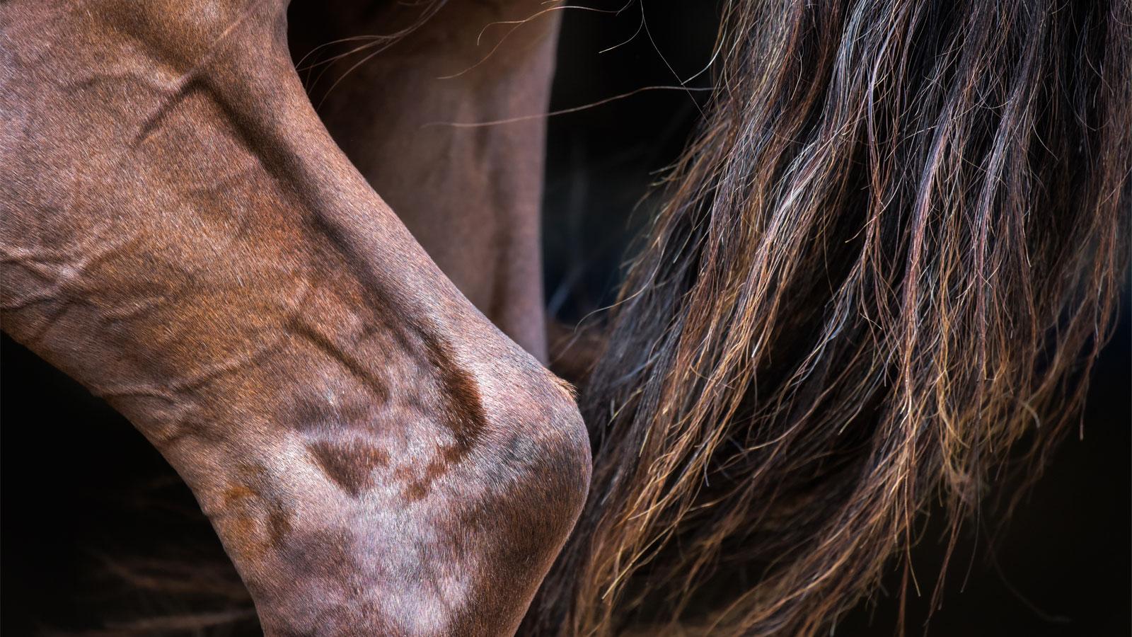 THE MYSTERY OF EQUINE SHIVERS