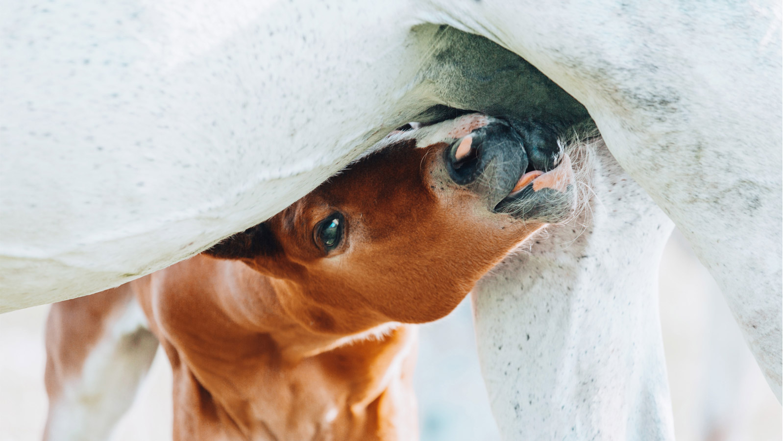 CARING FOR MAMMARY GLANDS