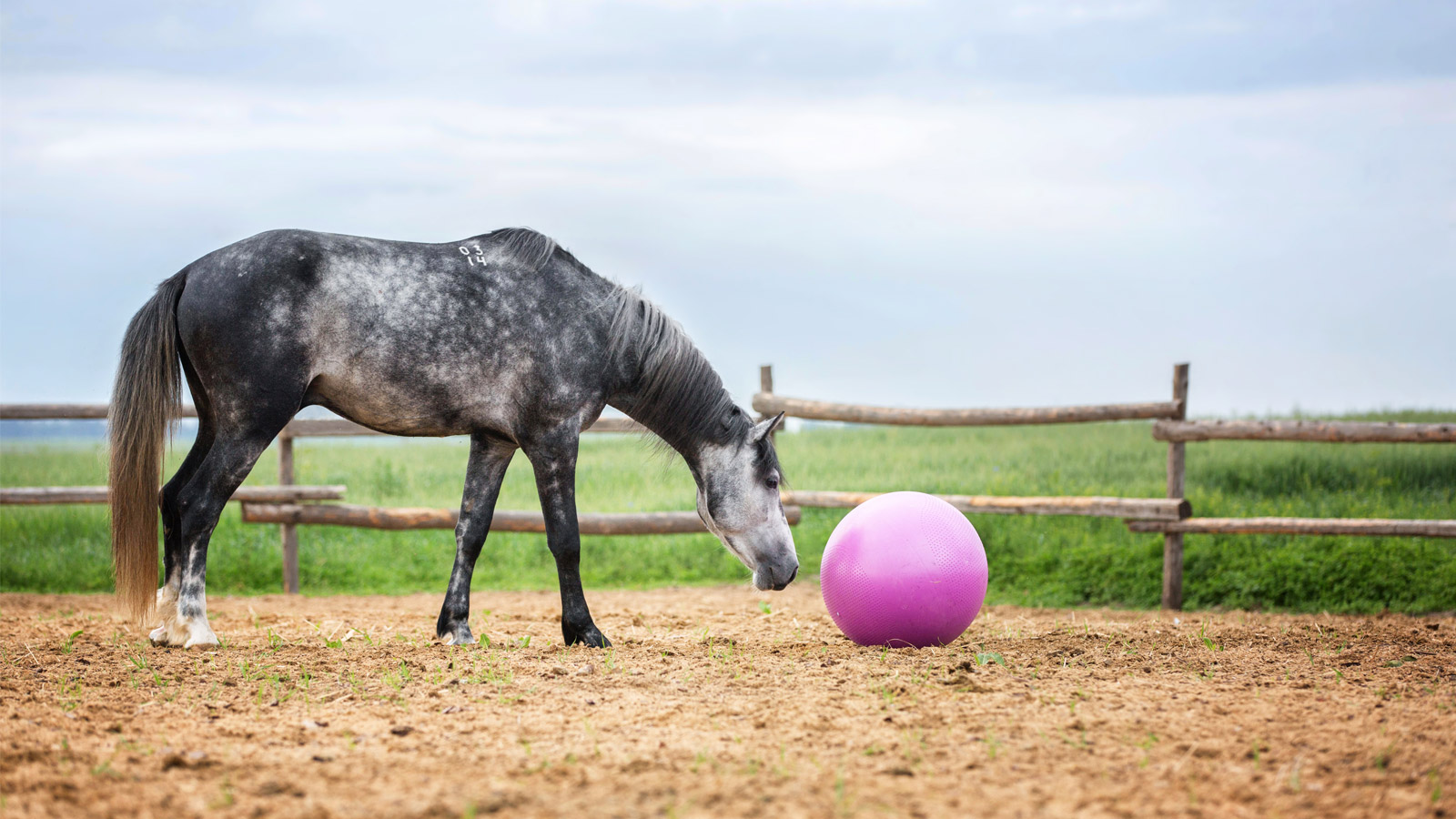 A QUICK GUIDE TO CASTRATION