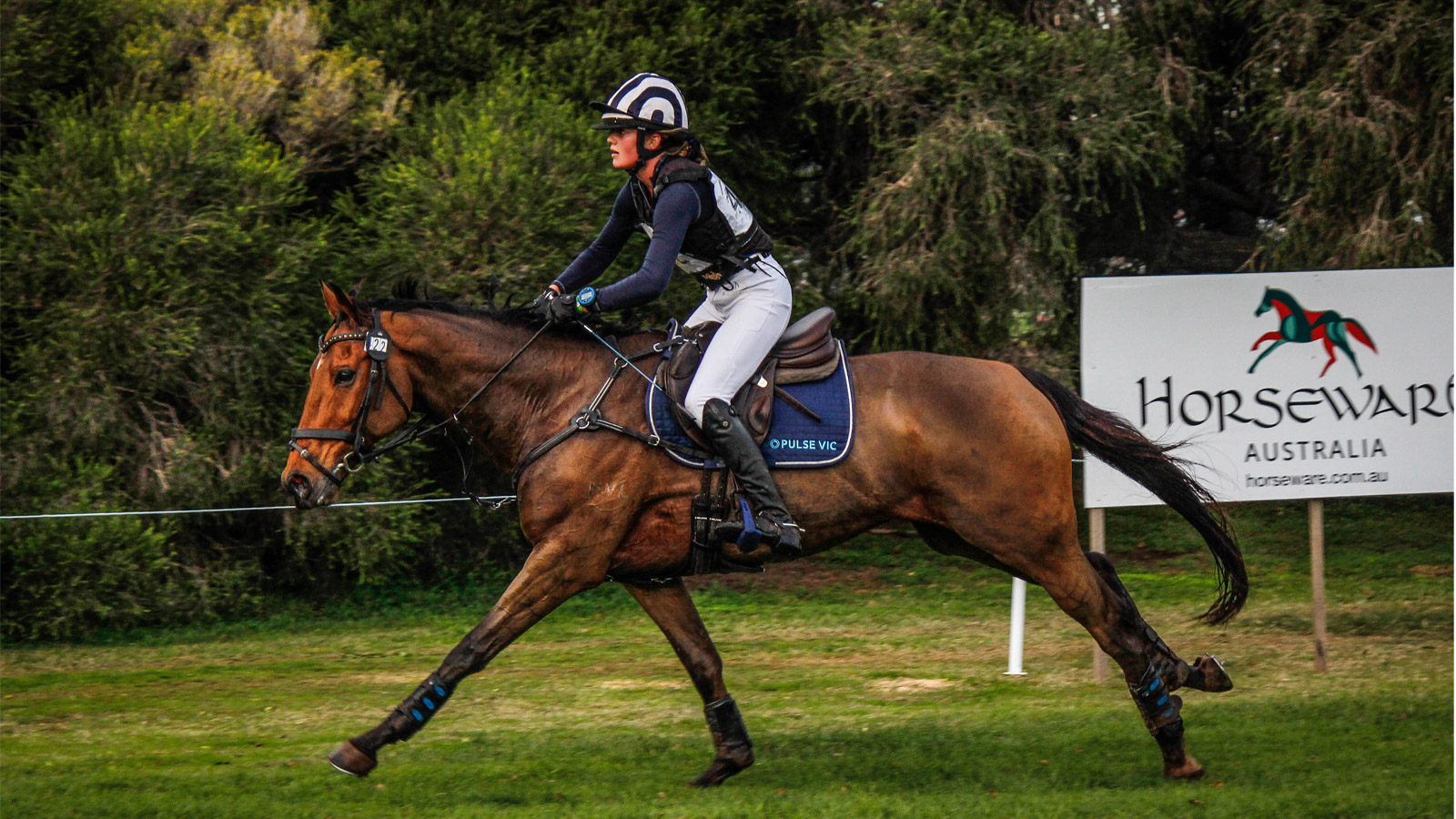 THOROUGHBREDS MAKING THEIR WAY TO MELBOURNE