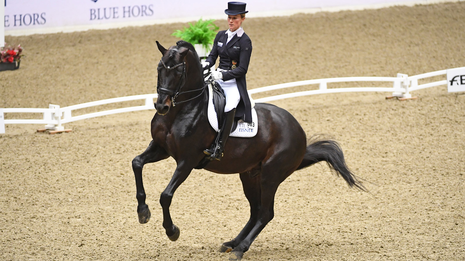 THE LANGUAGE OF DRESSAGE