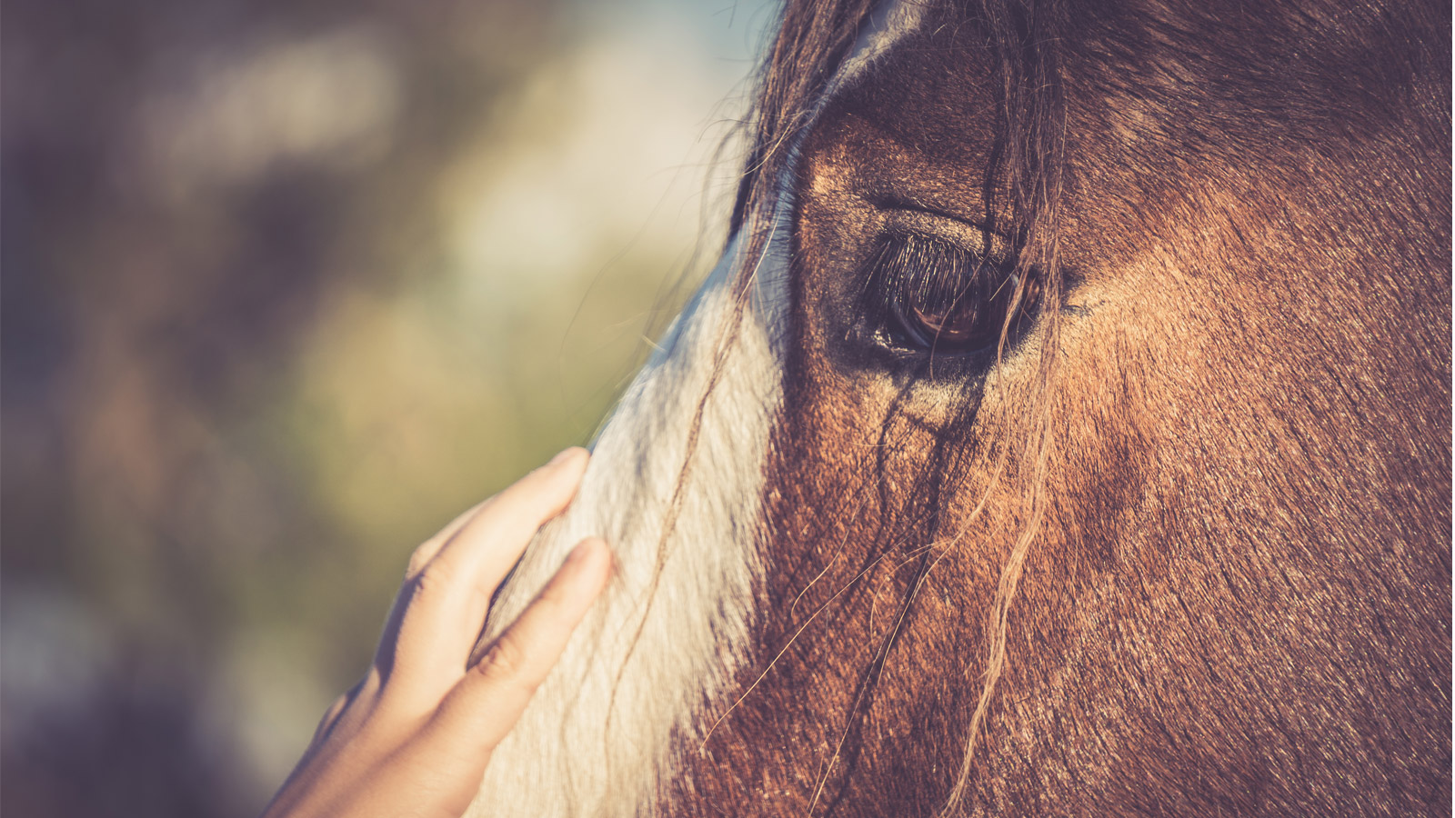 POSITIVE TRAINING REALLY CLICKS WITH HORSES