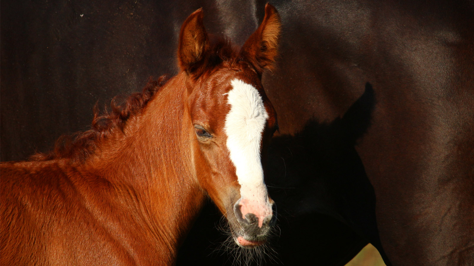 SHINING A (BLUE) LIGHT ON SPORT HORSE BREEDING