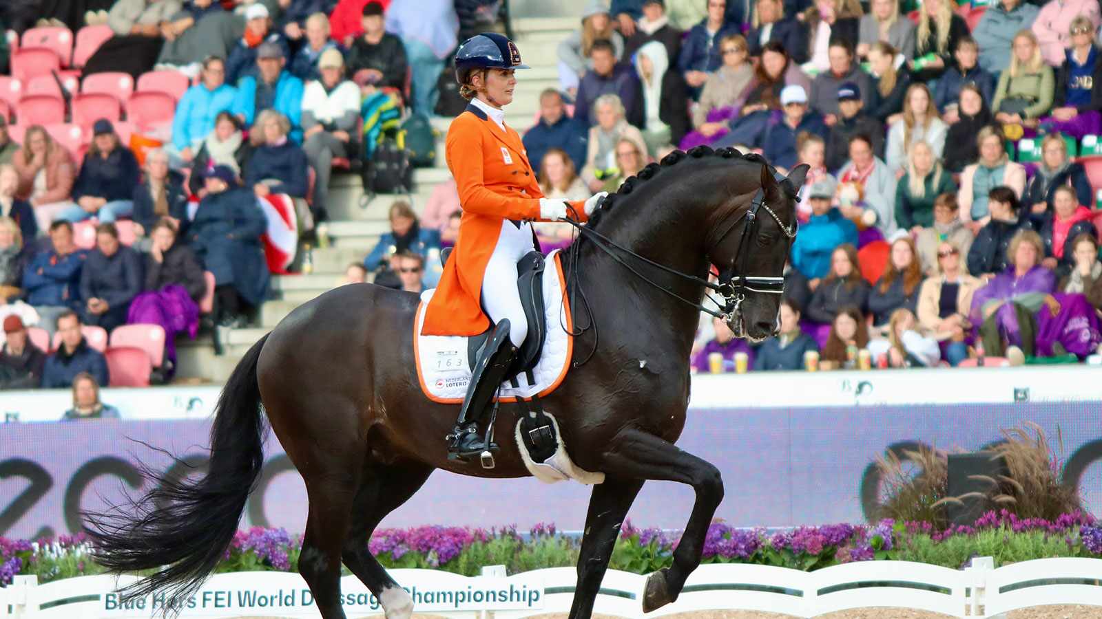 GRAND PRIX HORSES TO WATCH