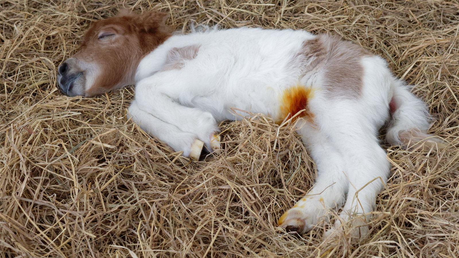 UMBILICAL CONCERNS IN FOALS