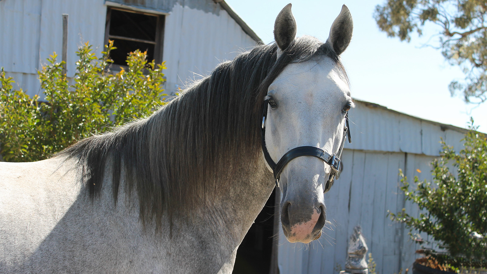 EVERY LIPIZZANER COUNTS IN AUSTRALIA