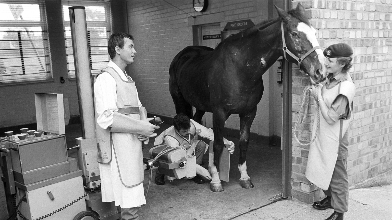 THE HORSE WHO REFUSED TO DIE