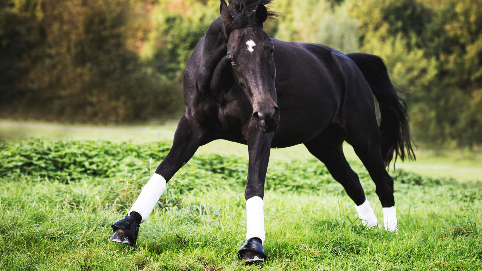 BANDAGING TENDONS – <br> IS IT ALL BAD NEWS?