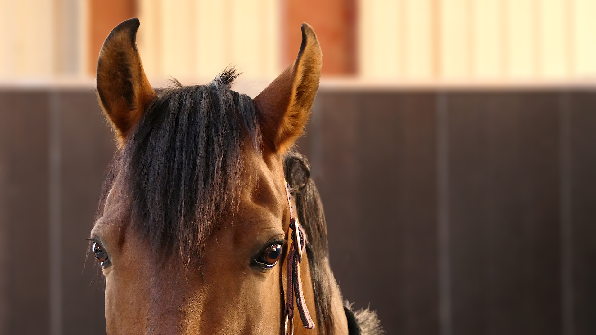 HOW SMART IS YOUR HORSE?