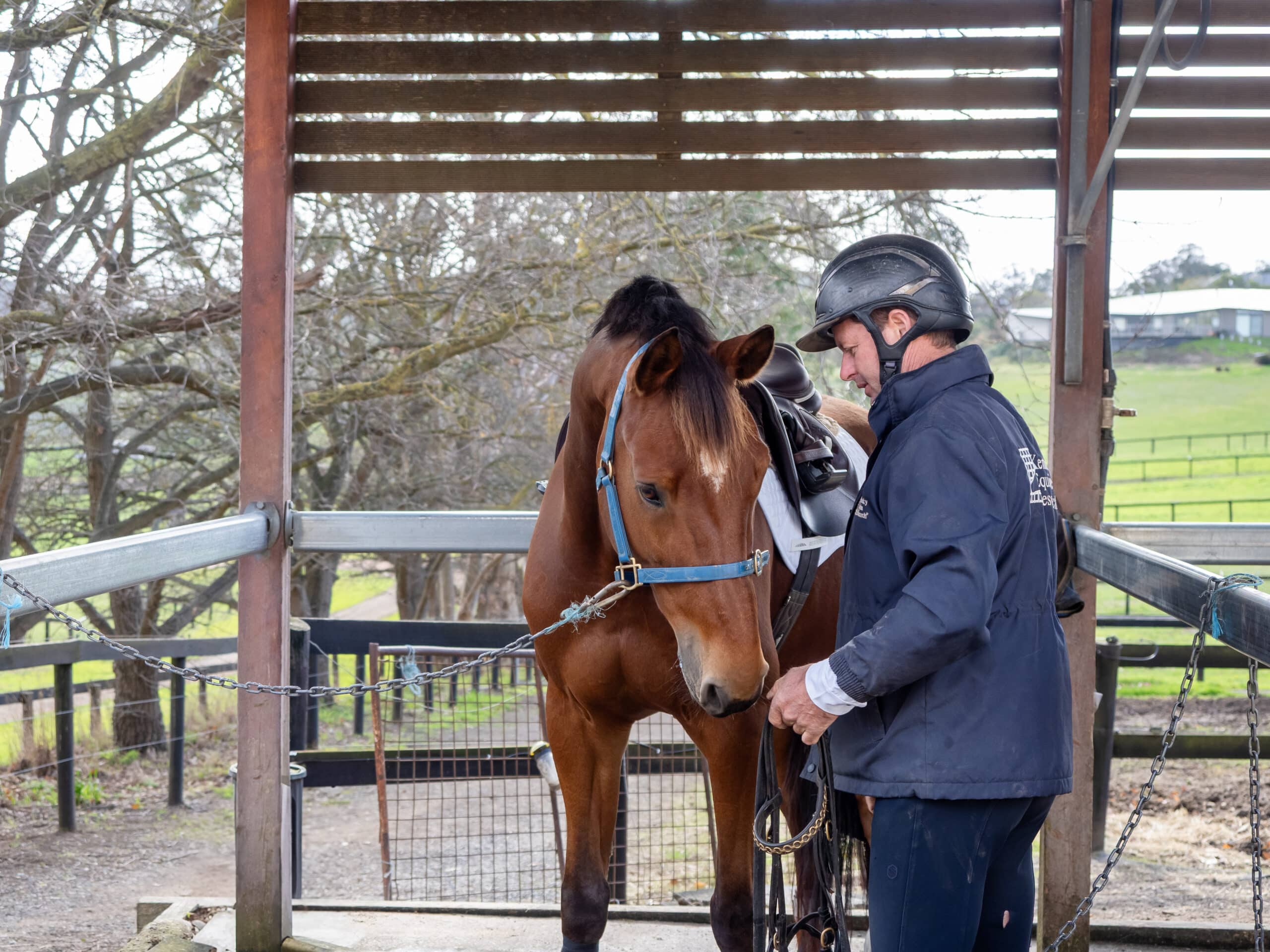 IMPROVING YOUR PERFORMANCE HORSE’S DIGESTIVE HEALTH
